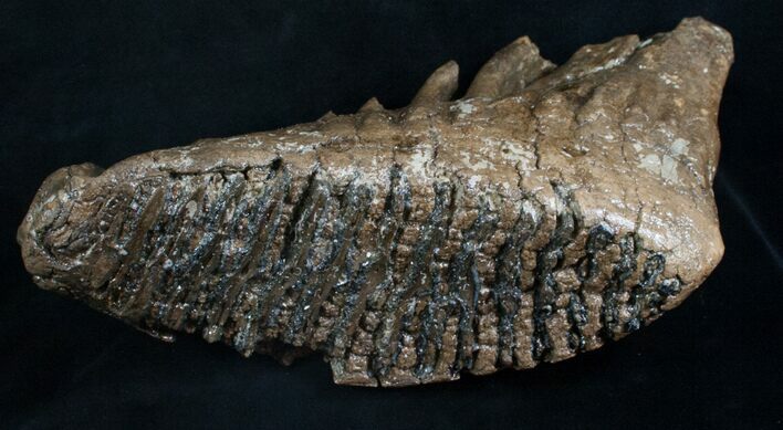 Large Woolly Mammoth Molar - / Long #8439